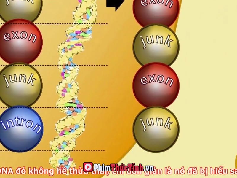 Khoa Học Tâm Linh Phần 11: Kích Hoạt Dna (Tập 2)