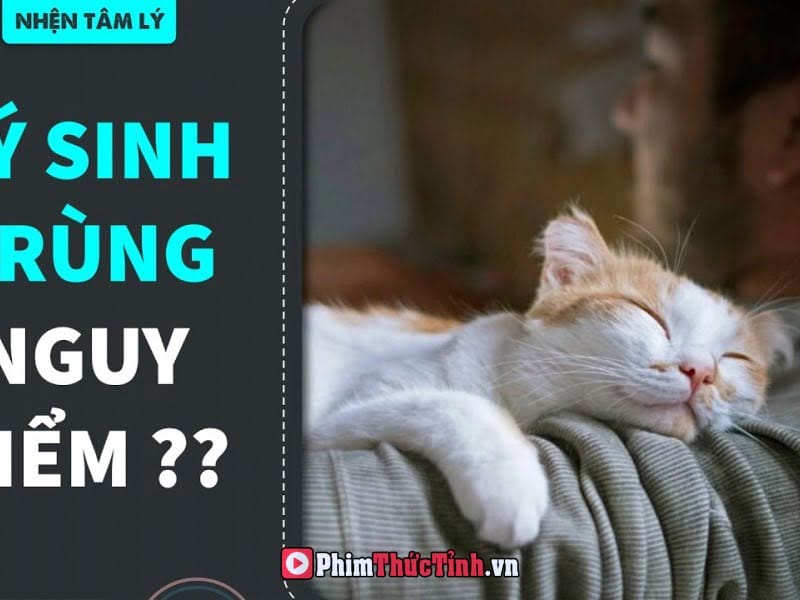 Thuyết Âm Mưu Về Lý Do Loài Người Thích Mèo